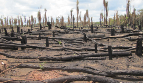 Lawmakers gather to make ecocide an international crime