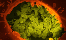 Bacteria is now being used to create endlessly recyclable plastic