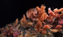 Scientists discover new marine species in the Southern Ocean