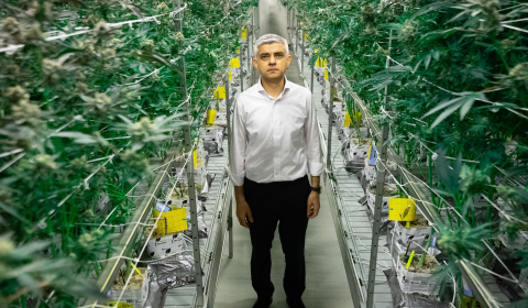 Is London about to legalise cannabis?