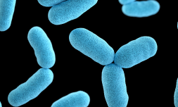 New gonorrhoea vaccine to roll out in UK as cases rise